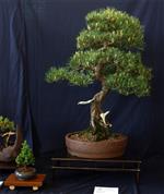 SBA-National Bonsai Exhibition 2014 (46).jpg